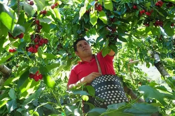 Chilean cherries and Chinese New Year: quality and strategy to avoid another flop