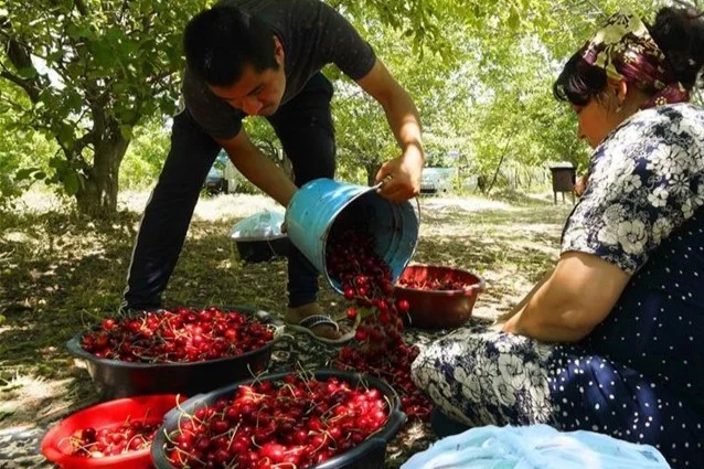 Ciliegie Uzbekistan 2025: raccolto record ma pochi frutti di calibro 26+