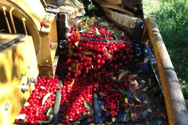 Gelo primaverile abbatte il raccolto di ciliegie nel Michigan