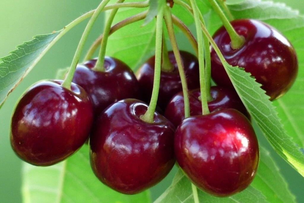 Hungary’s 2025 cherry season devastated by severe frost and crop failures