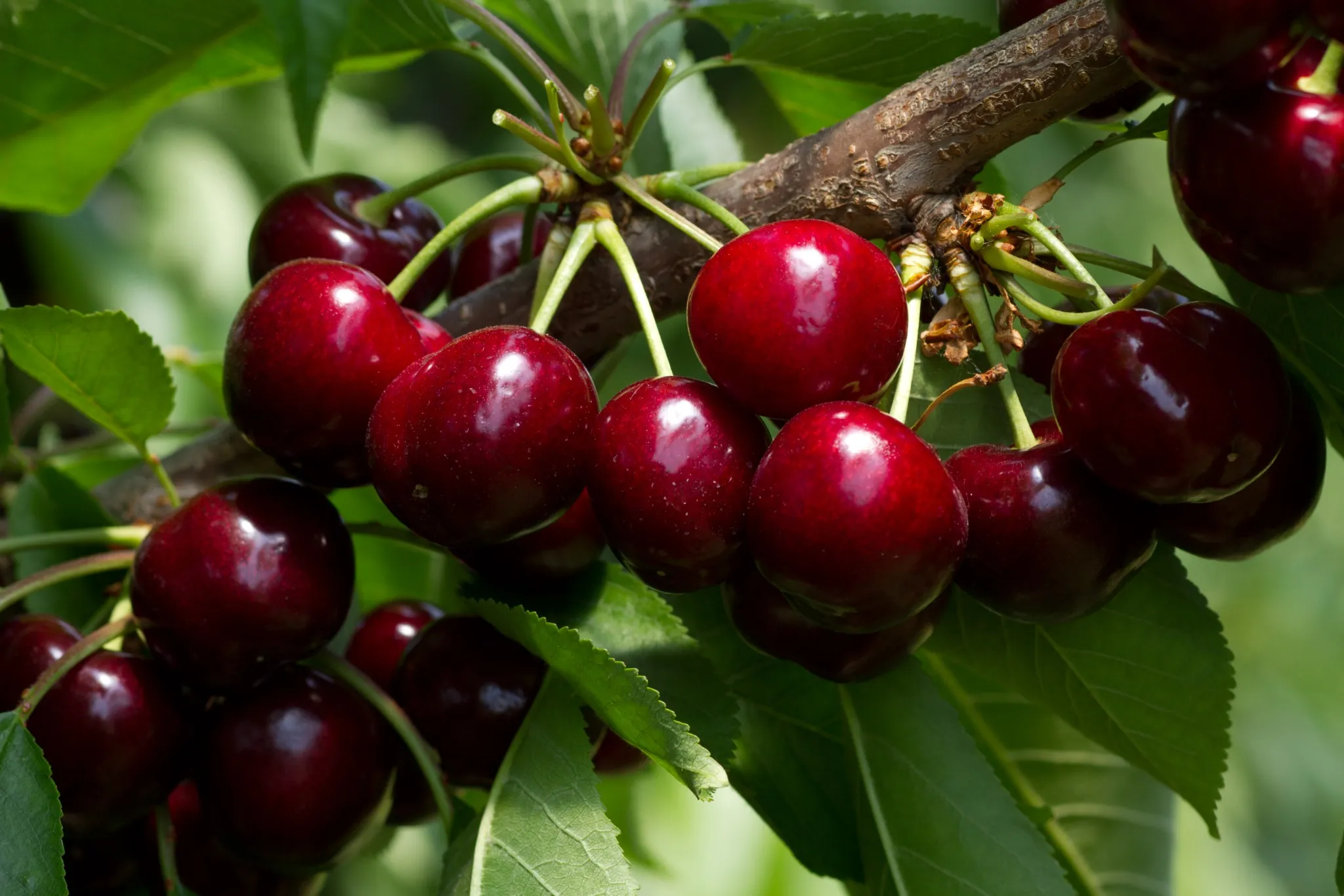 Sweet cherries: German season kicks off with early harvests and limited supply