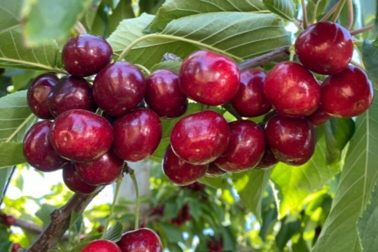 Ciliegie cilene: più colore e pezzatura con la strategia Humic