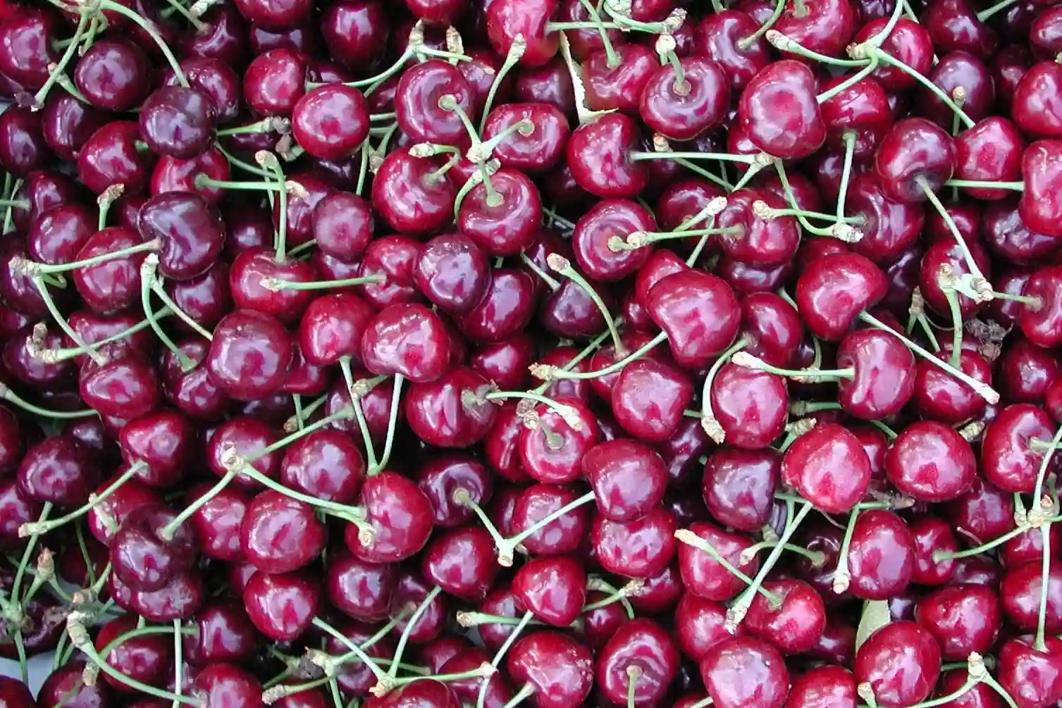 India’s cherry market now relies entirely on imports