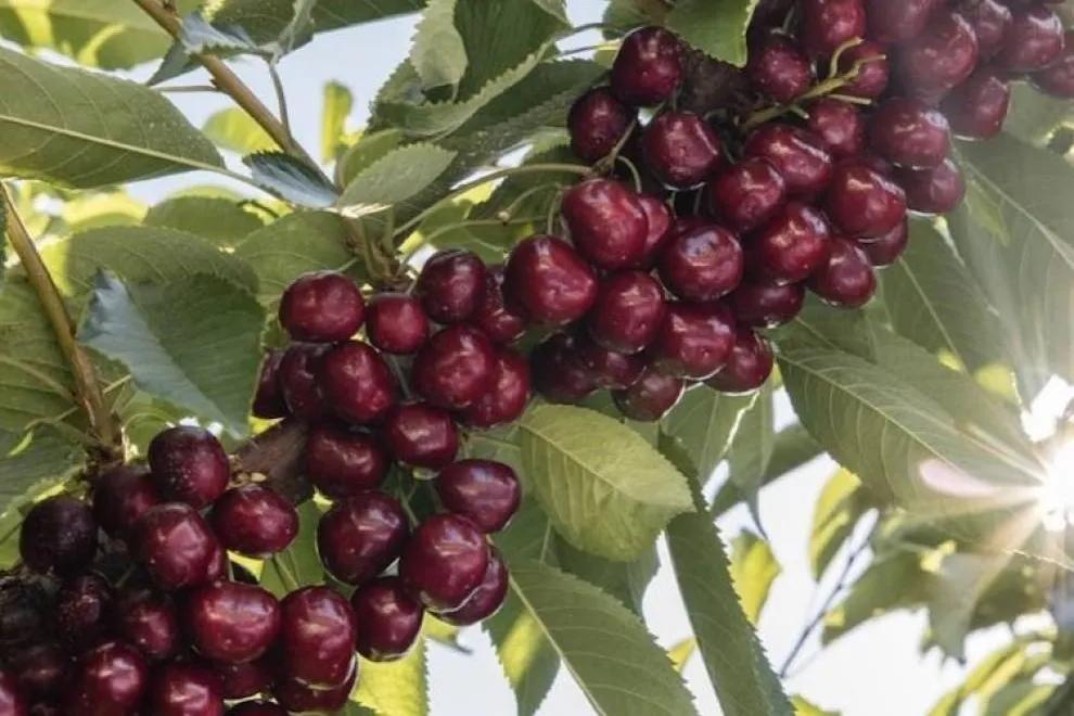 Jealous Fruits annuncia una stagione 2025 promettente per le ciliegie in Canada