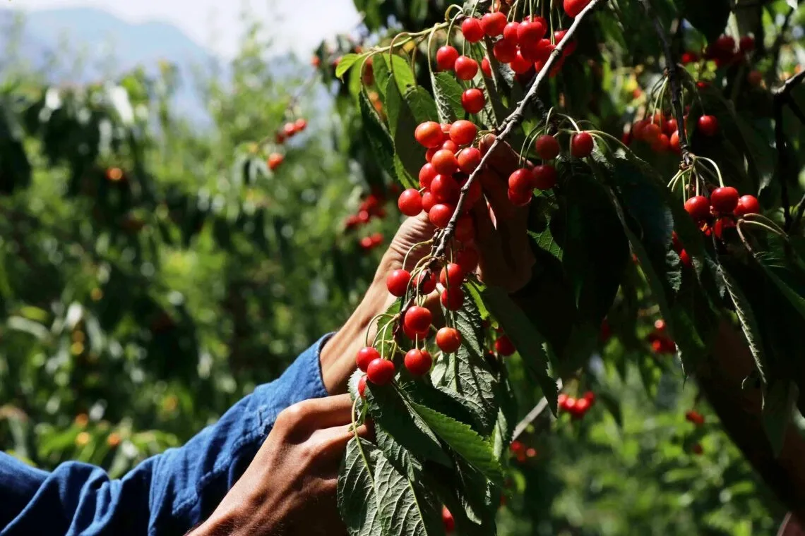 Kashmir’s cherries: climate challenges and a sustainable future for the Himalayan red gold