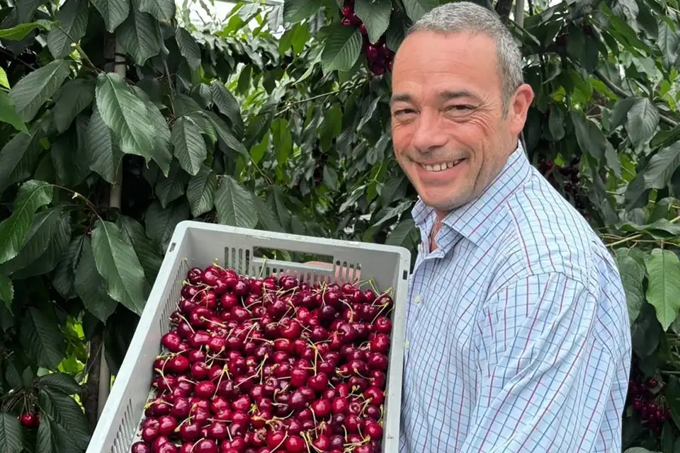 Kent cherries enjoy record season thanks to climate and innovation