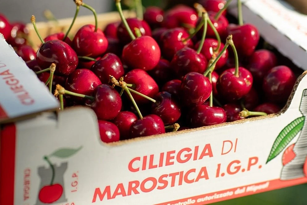 Marostica PGI Cherry: 2025 production up 25%, weather permitting