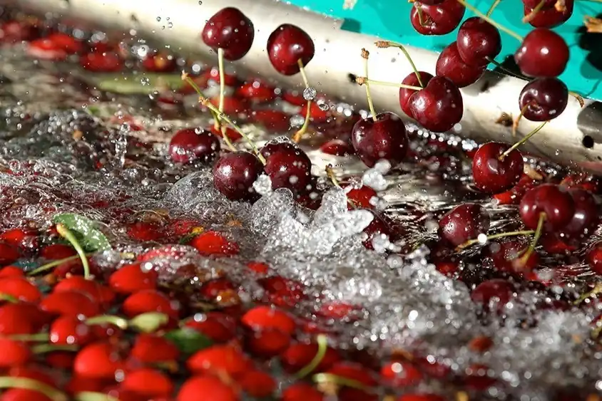 Mercadona scommette su 8.500 tonnellate di ciliegie aragonesi nella stagione 2025