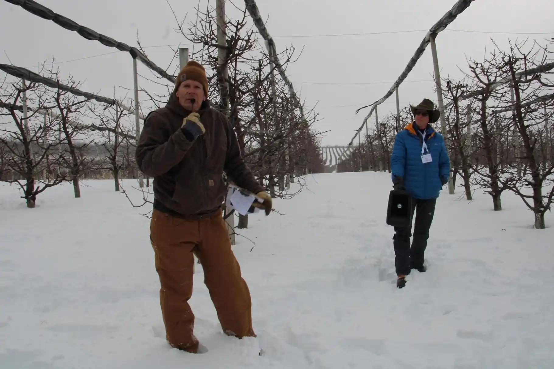 Ciliegie sotto copertura a New York: il modello high-tech di Newroyal Orchards