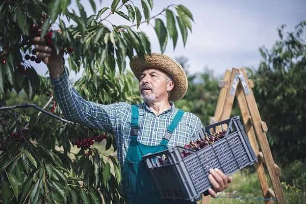 Gelo in Polonia: produzione di ciliegie in calo del 30% nel 2025/26