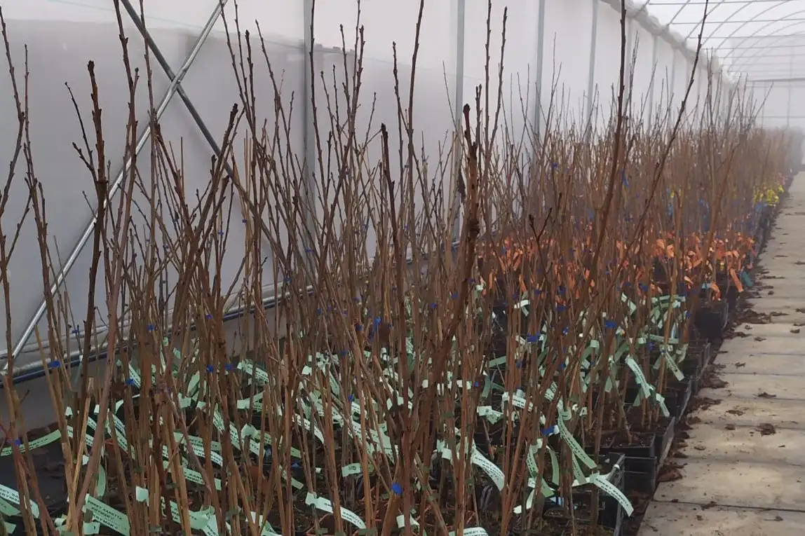 Ciliegie, svolta a Mendoza: importati dal Cile i primi portainnesti certificati