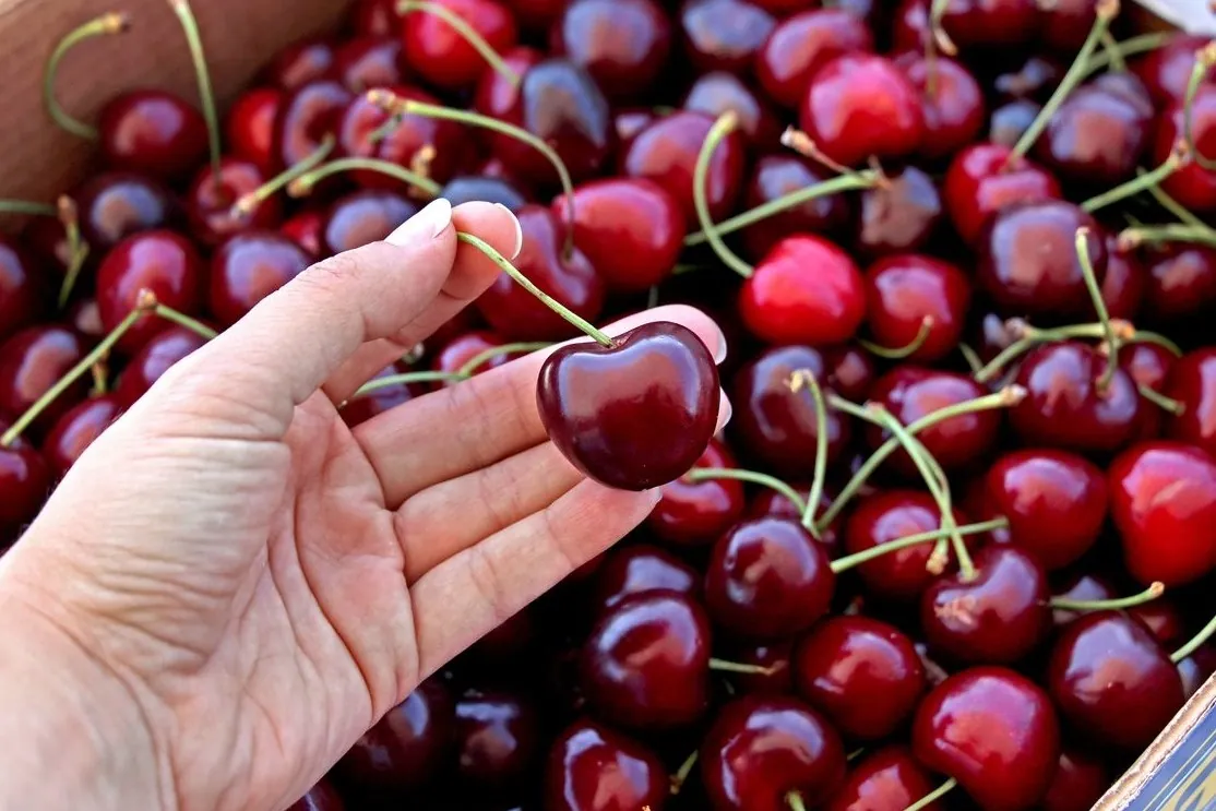 Apulian cherries 2025: lower volumes, excellent quality, says Tricarico’s cherries