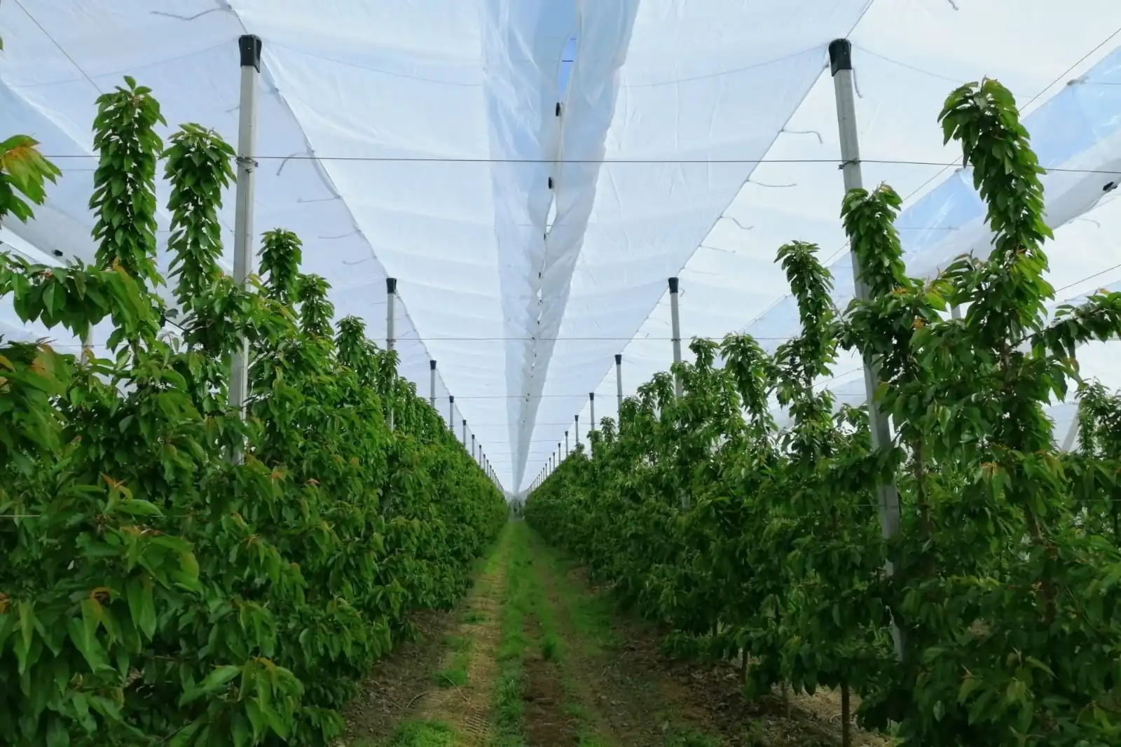 Cherries under netting: full protection from sun, wind and rain