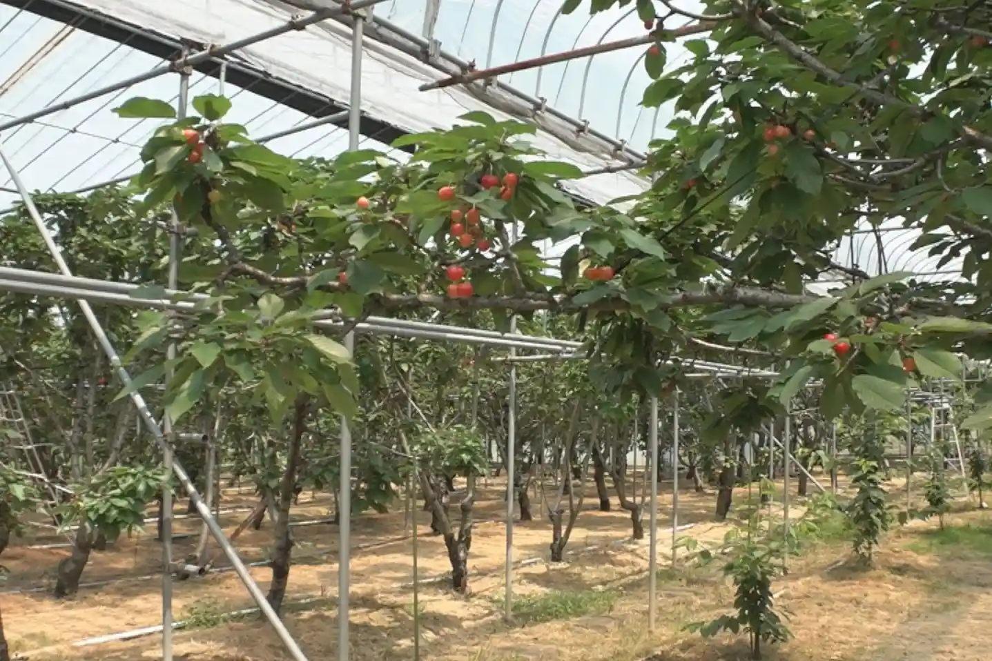 Chinese greenhouse cherries: booming sales in Vietnam despite high prices