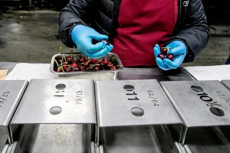 Cherry standards reform stalled in US: uncertainty grows for growers