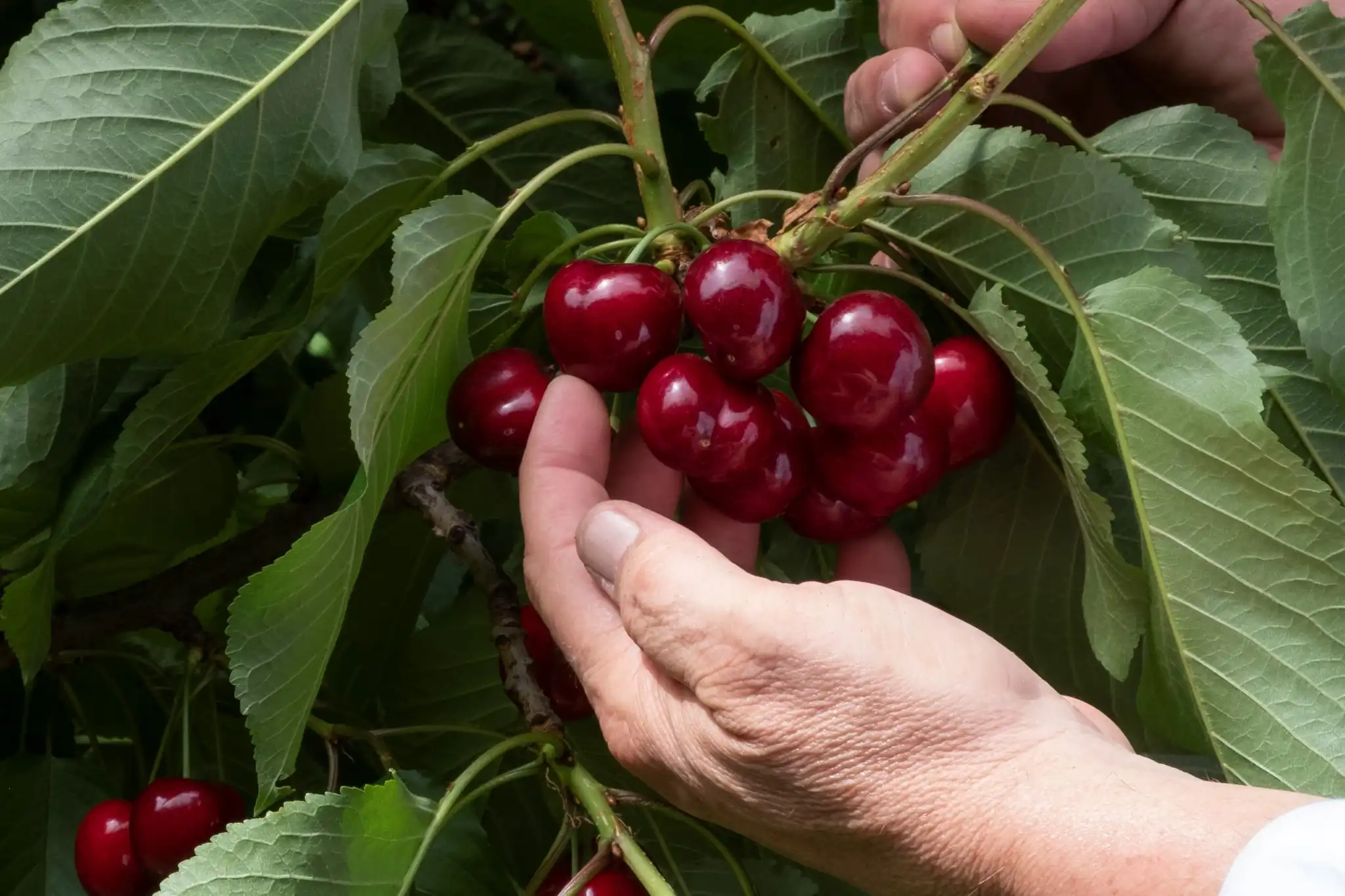 Le ciliegie sudafricane puntano alla Cina: una nuova sfida per il mercato globale?