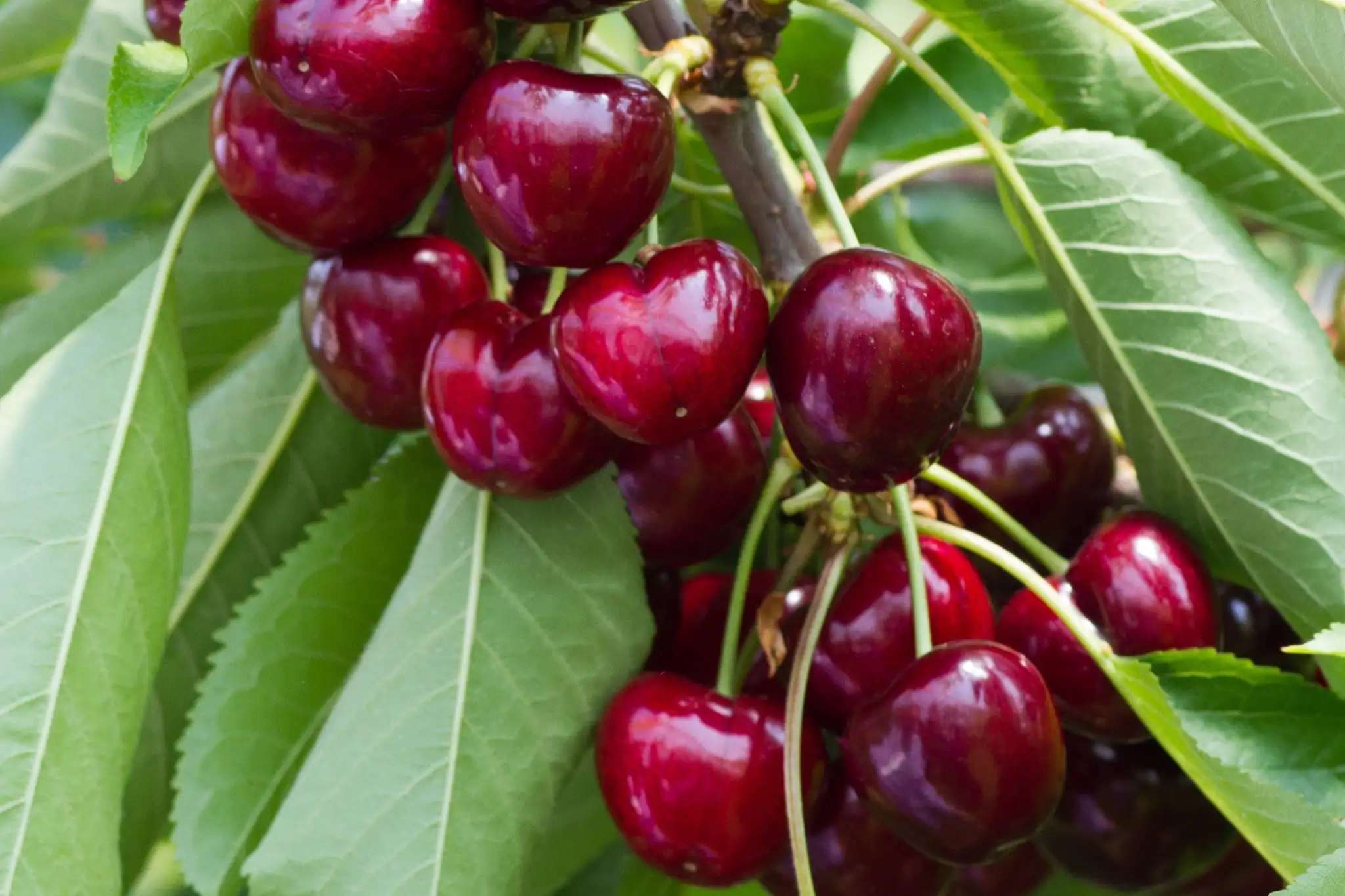 Dutch cherries 2025: promising harvest with new varieties and high prices