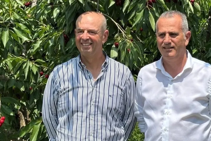 Ciliegie da record ad Alegra: innovazione, qualità e cooperazione a Vignola
