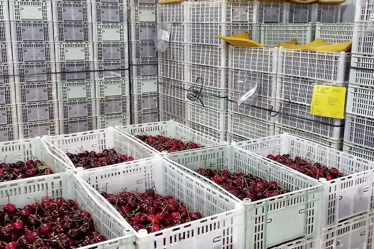 Chilean competition and climate issues put Argentine cherry market in crisis