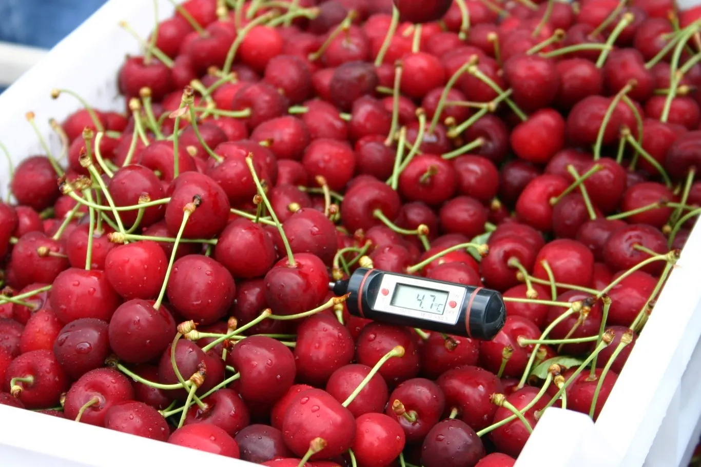 How to extend Bing cherries’ shelf life in Mexico with calcium and silicon
