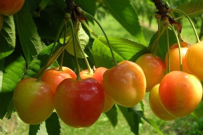 Ciliegie Bloom Fresh: nuove varietà precoci e bicolori da Cile a Cina e USA