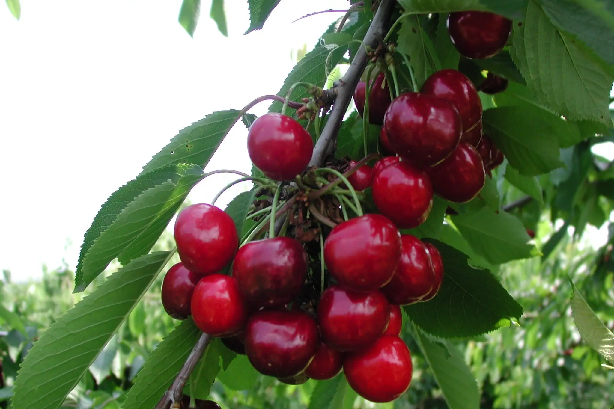 Nuove tecnologie genomiche a servizio del programma di breeding canadese sul ciliegio