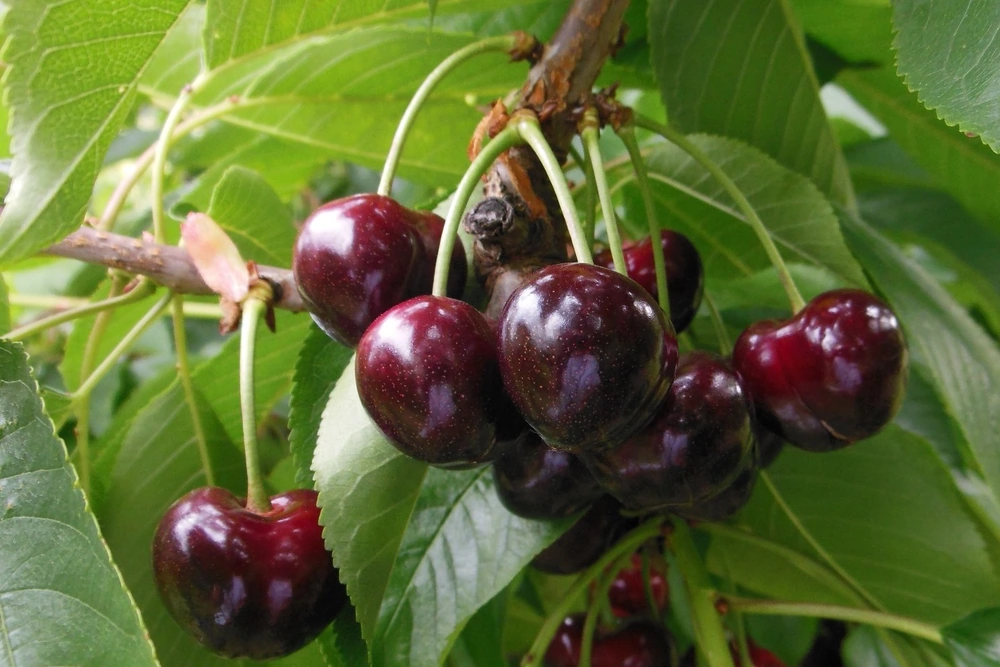 World Fresh presenta al mondo cinque nuove varietà di ciliegie canadesi