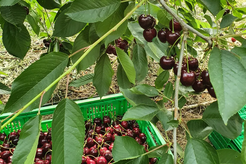 Star Produce will be offering Canadian cherries from June to September