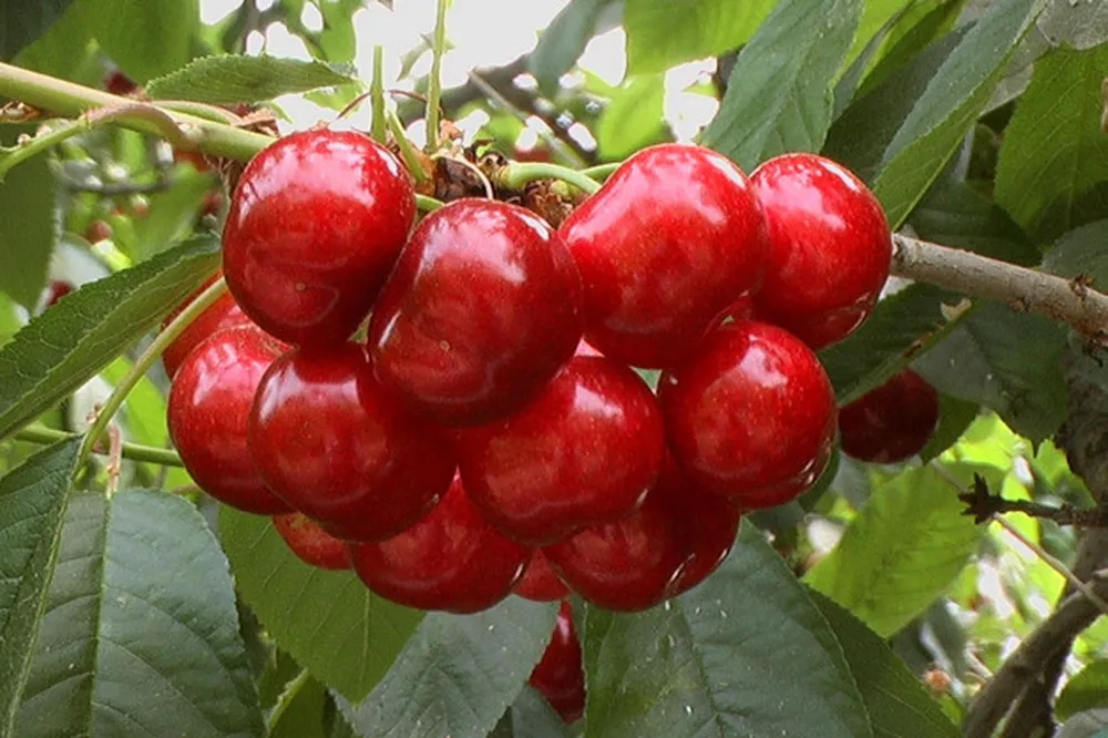 Cherries Glamour from Spain in 3 days kick off Europe’s first harvest