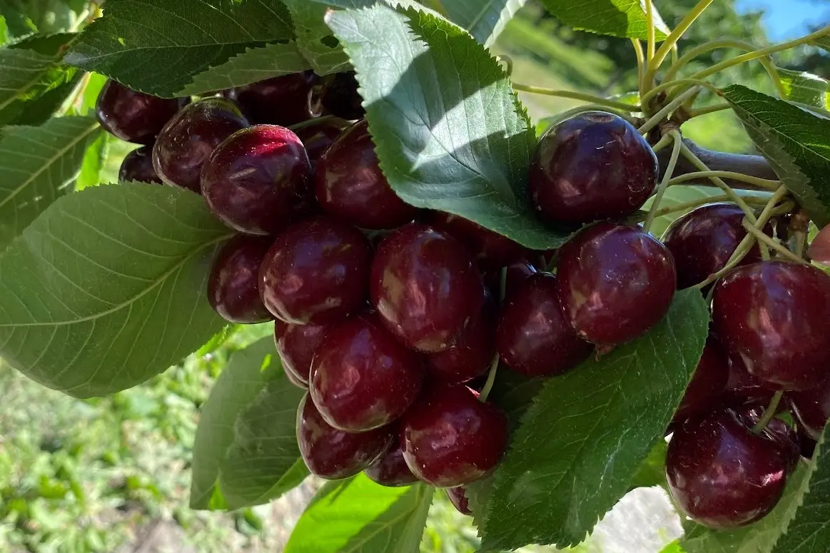 Qualità e nutrienti delle ciliegie: le varietà Santina, Lapins e Regina a confronto