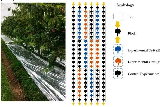 Pellicole riflettenti nei ceraseti del Cile: più qualità per le ciliegie sotto tunnel