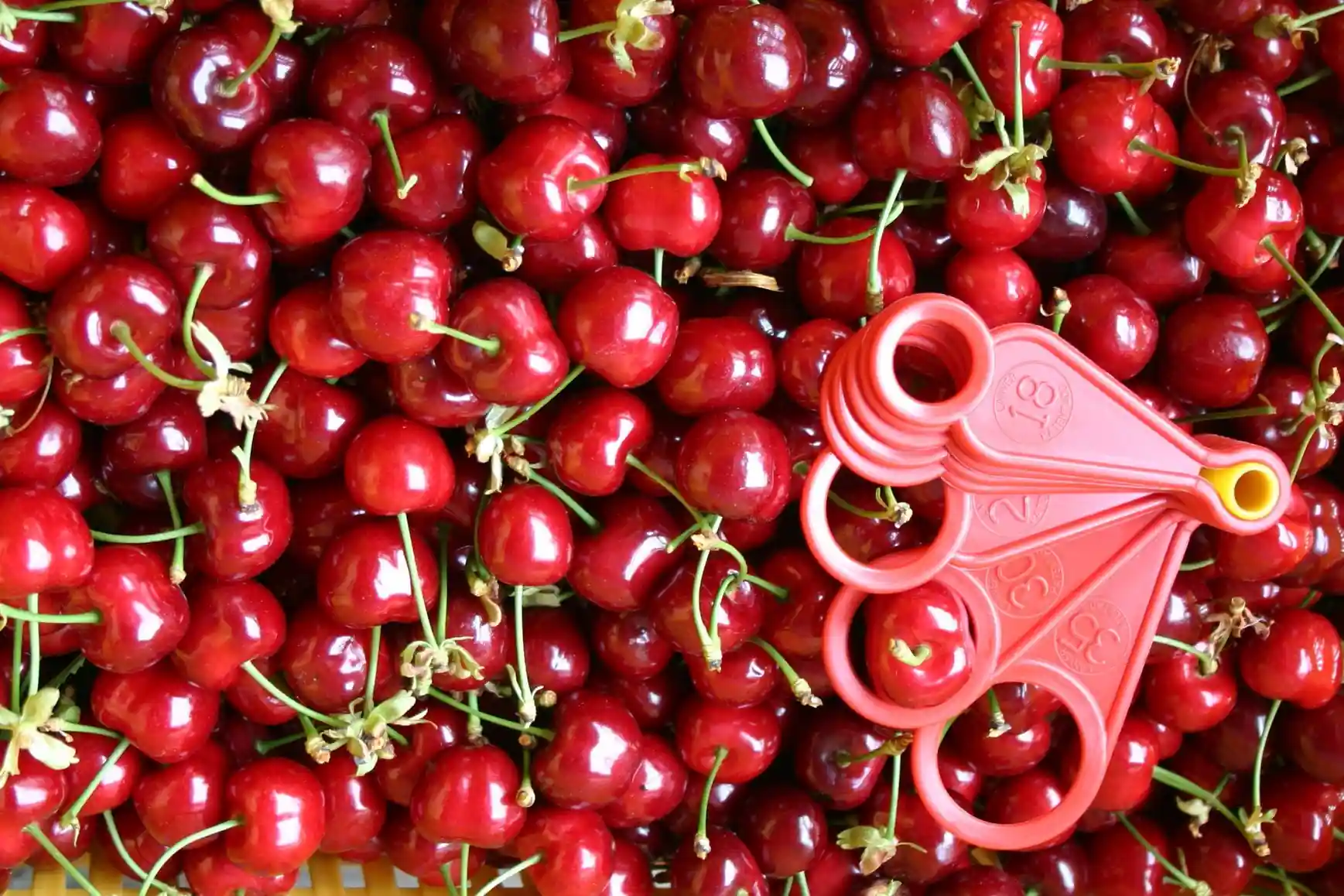 Chile: cherry exports down in January 2026, China leads