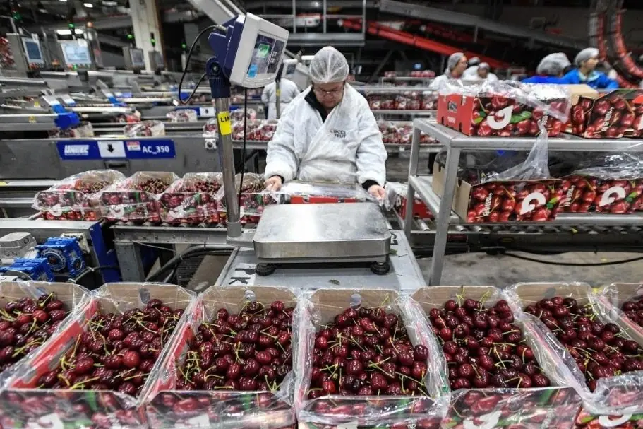 Chile leads global cherry exports: unique climate advantage and long-term outlook for Peru