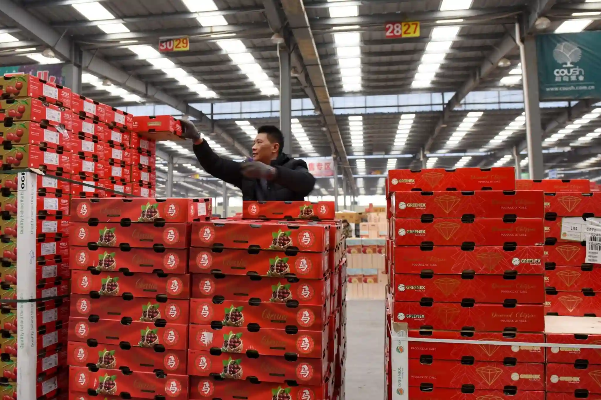 Ciliegie cilene 2025/26: logistica, qualità e mercati tra record e rischi globali