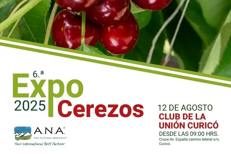 Ciliegie cilene 2024/25: varietà precoci, export in crescita e sfide future