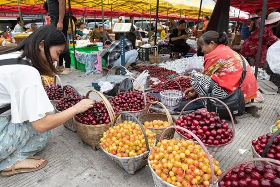 La Cina punta sulle ciliegie: da frutto di lusso a pilastro della strategia agricola