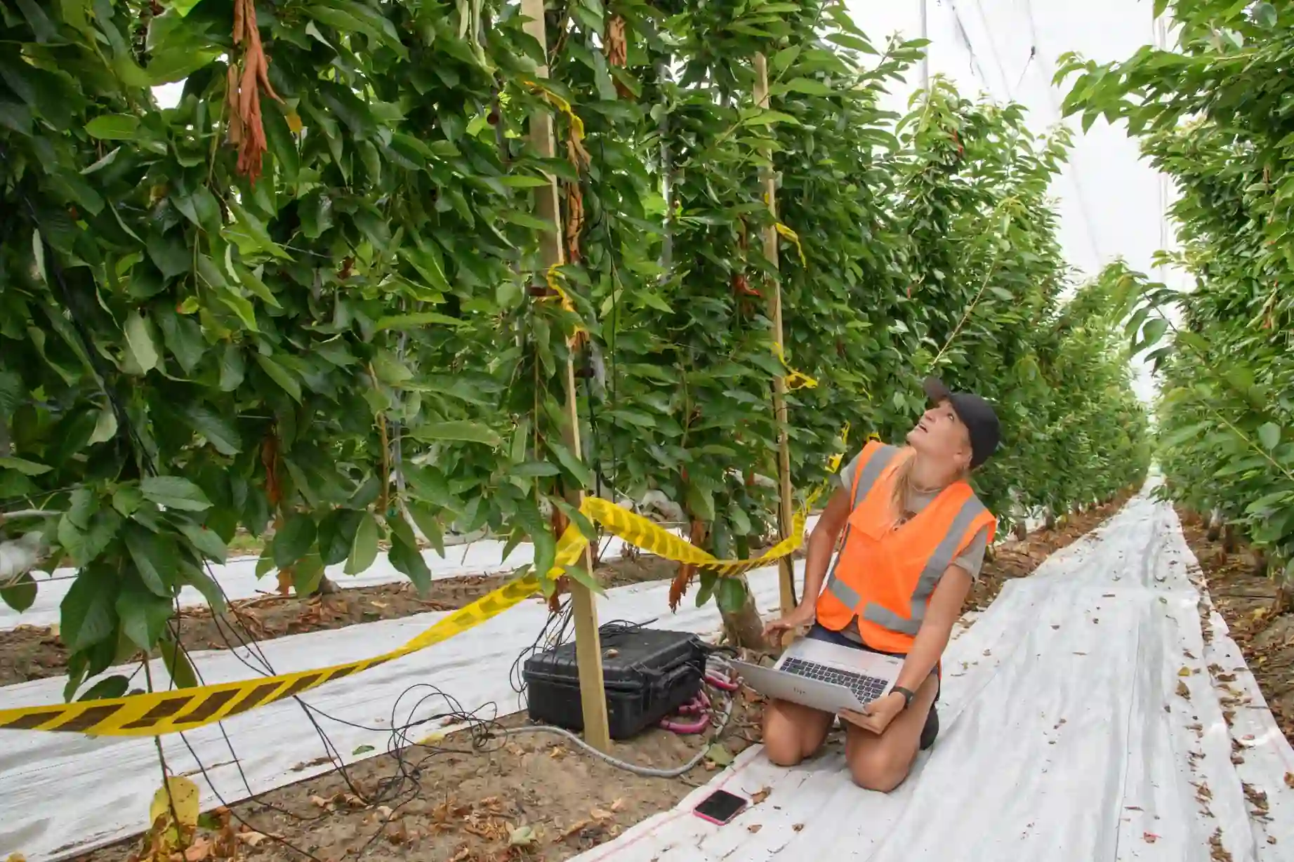 Cherries: research in New Zealand and Australia tackles unstable weather impacts