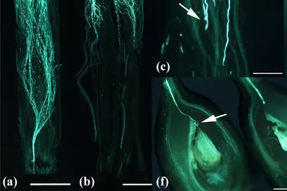 Ciliegie nei Balcani: genetica e adattamento al clima per una produzione sostenibile