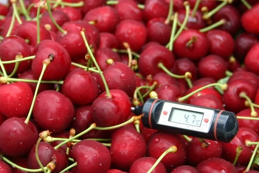 Ciliegie più fresche più a lungo: lo studio cinese sul trattamento con idrocooling e timo