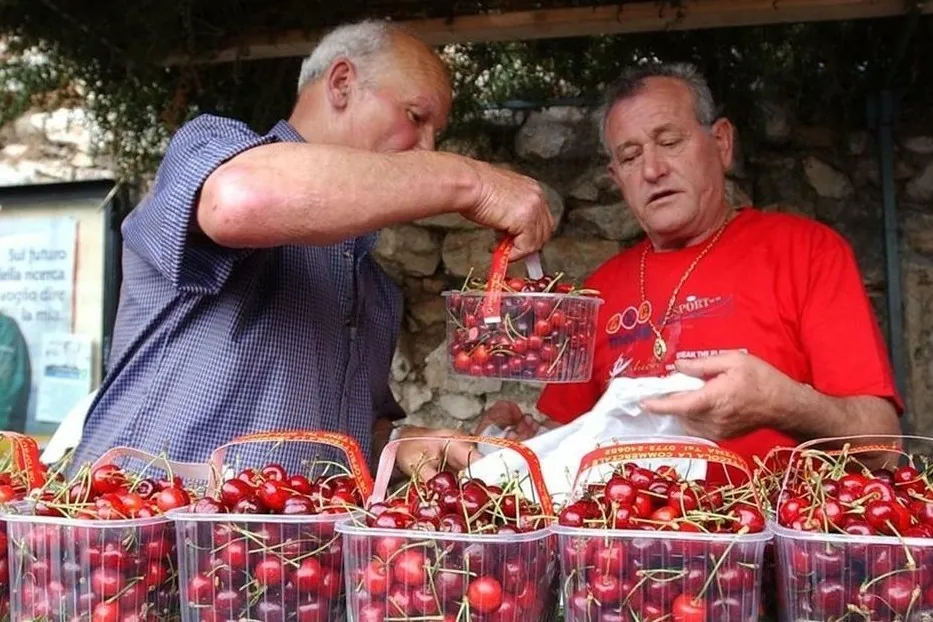 The cherry market in Italy: rising prices and consumer loyalty