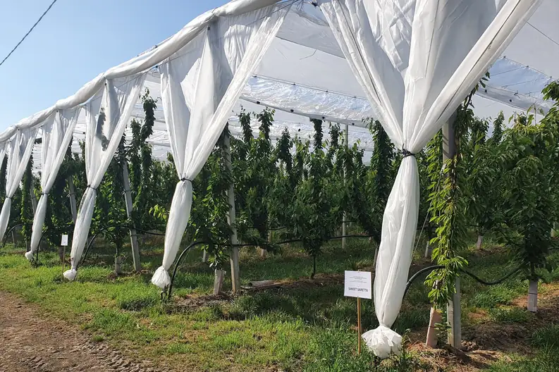 The influence of rain covers on crack prevention and cherry quality improvement