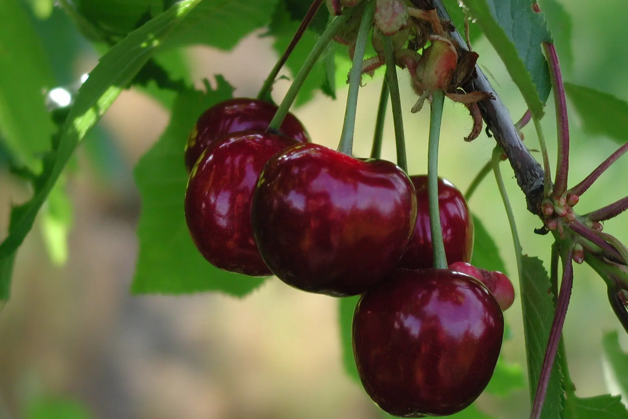 Come le ciliegie reagiscono al clima: lo studio sulle cultivar in Romania nord-orientale