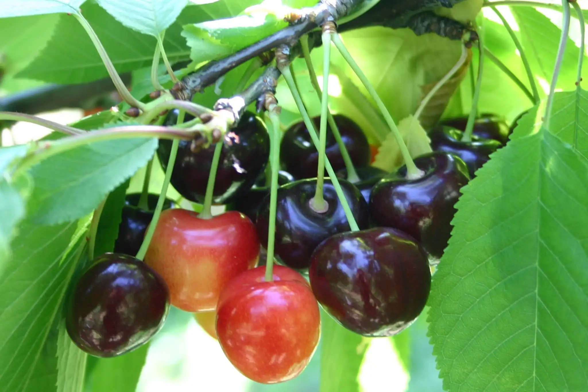 Evaluation of fruit quality and bioactive compounds content in southern China