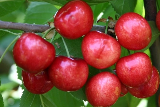 Metabolomics as an analytical approach to evaluate different sweet cherry cultivars