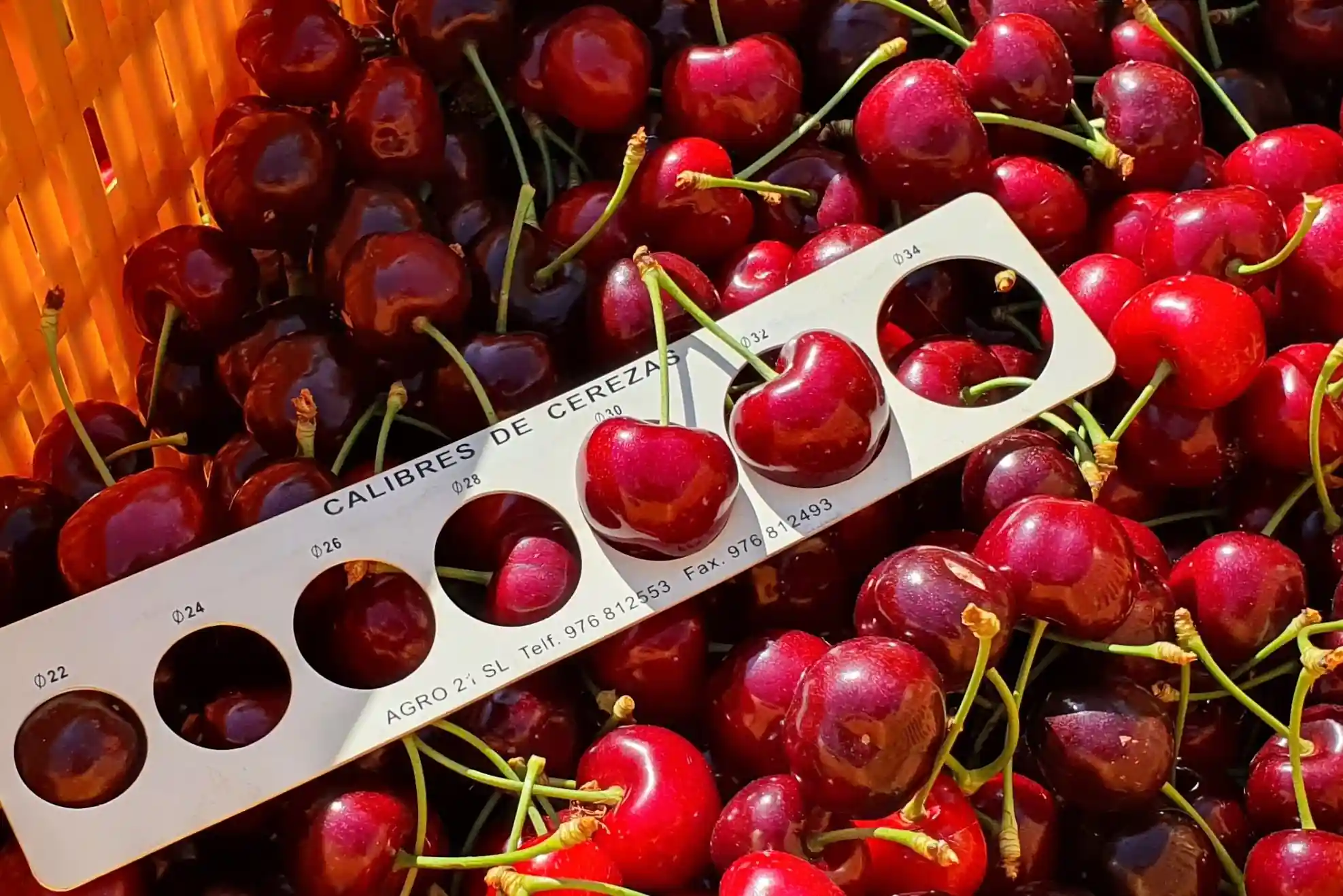 Controlled atmosphere extends shelf life of sweet cherries: study from Chilean university