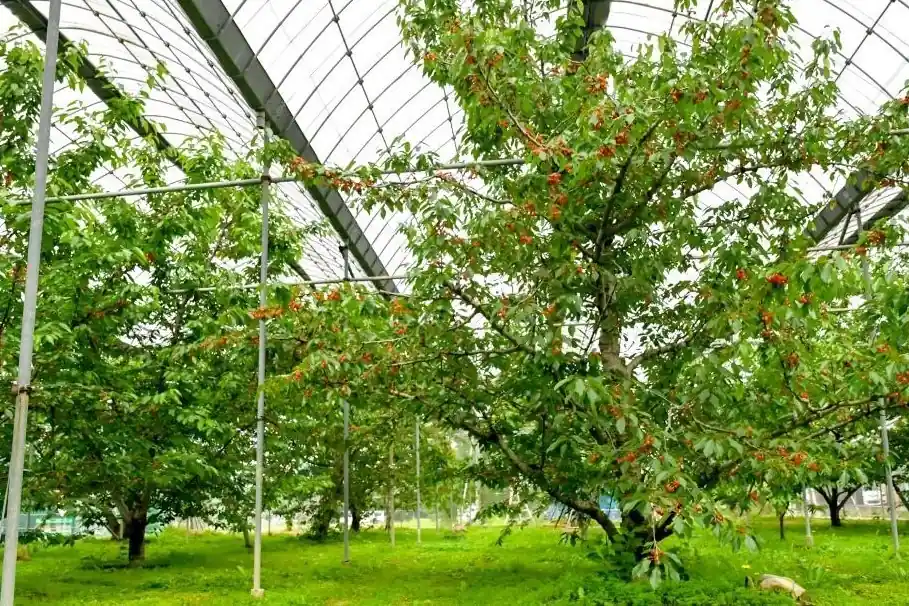 Ciliegie in serra: occorre migliorare la salute e lo stato nutrizionale dei suoli