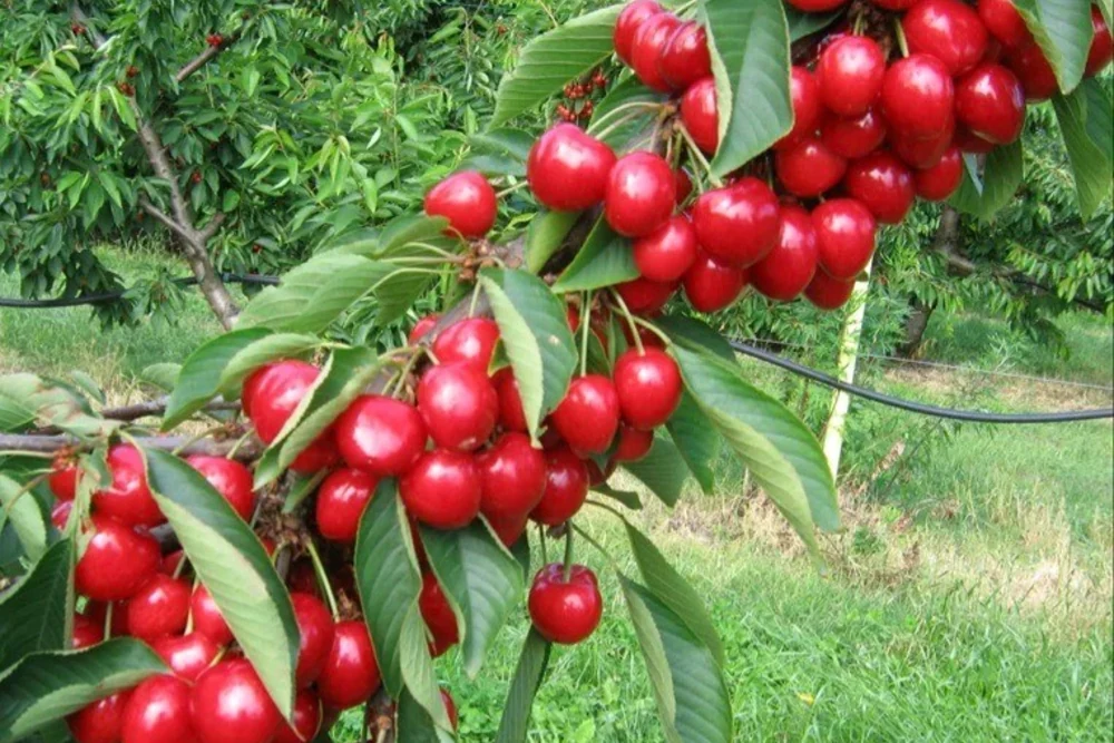 Cherries from the southern hemisphere are missing out on an $800 million opportunity