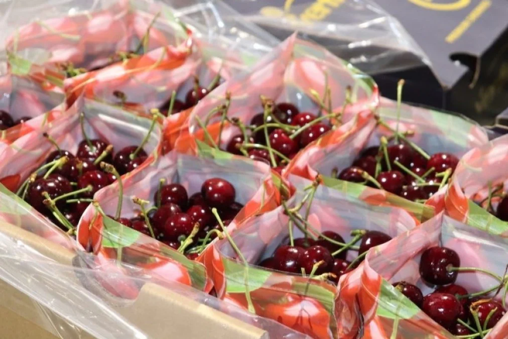 Ciliegie da esportazione: le migliori cultivar e tecniche per mercati internazionali