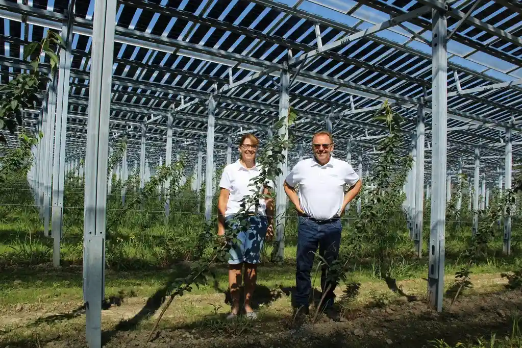 Ciliegie e fotovoltaico: in Svizzera un frutticoltore svizzero innova l'agricoltura