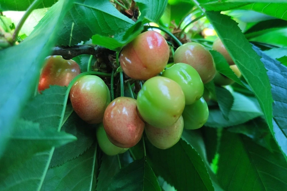 Forecast for cherry production in Greece: it is best to let the weather speak for itself